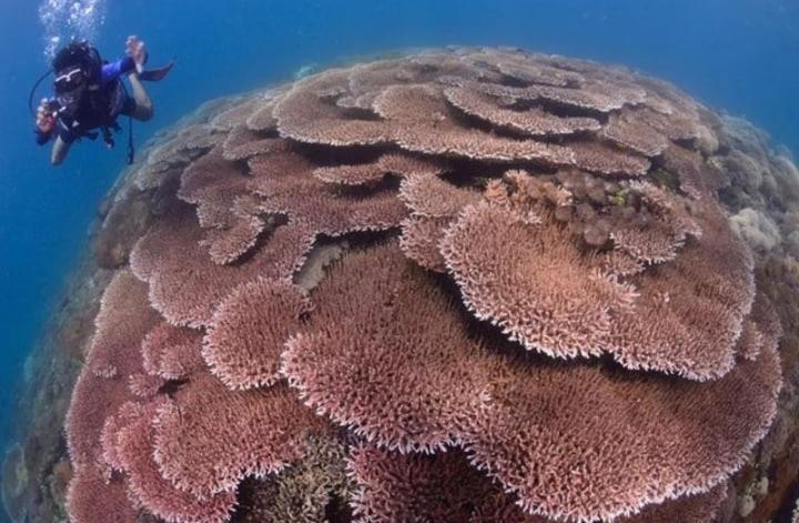 Sapak Bungalow Selong Belanak Esterno foto